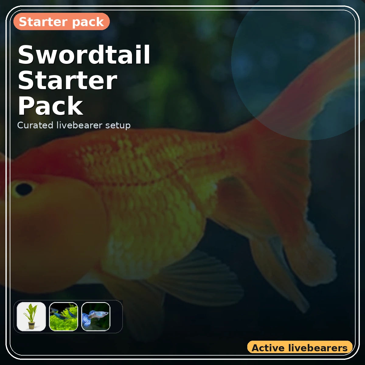 Swordtail Starter Pack