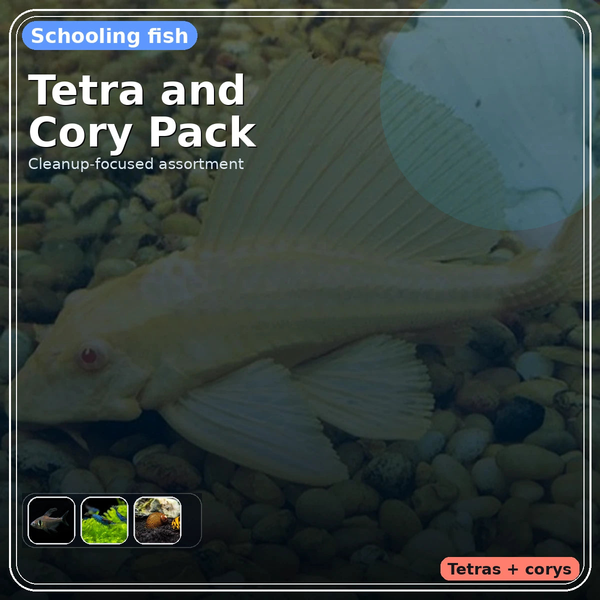 Tetra and Cory Pack